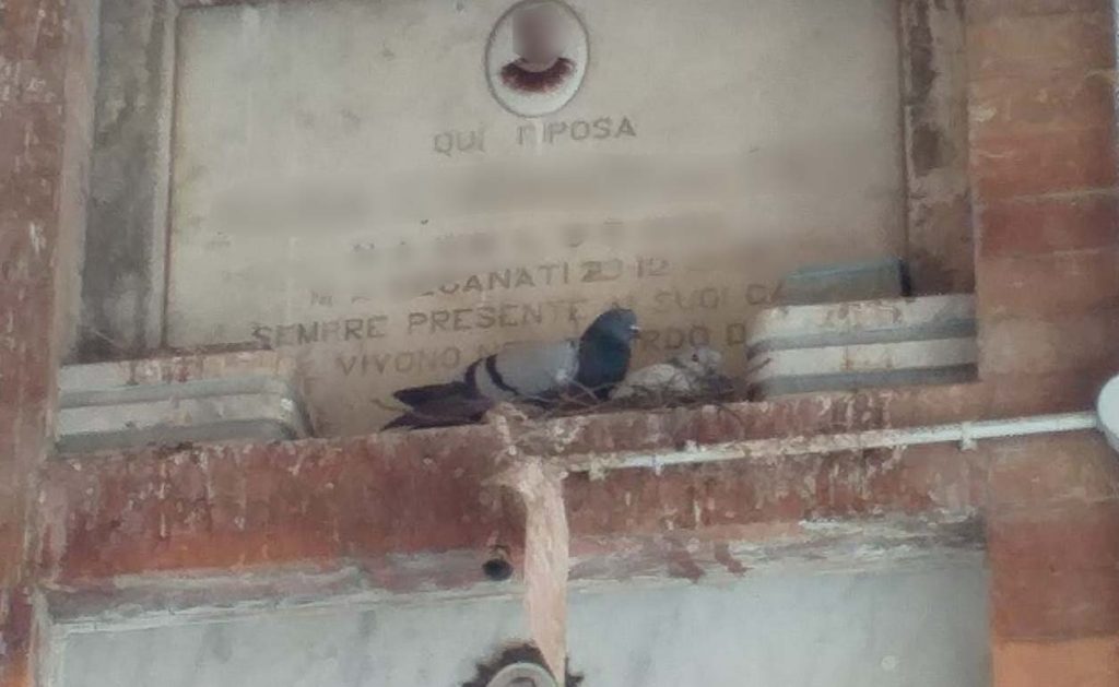 nido di un piccione al cimitero