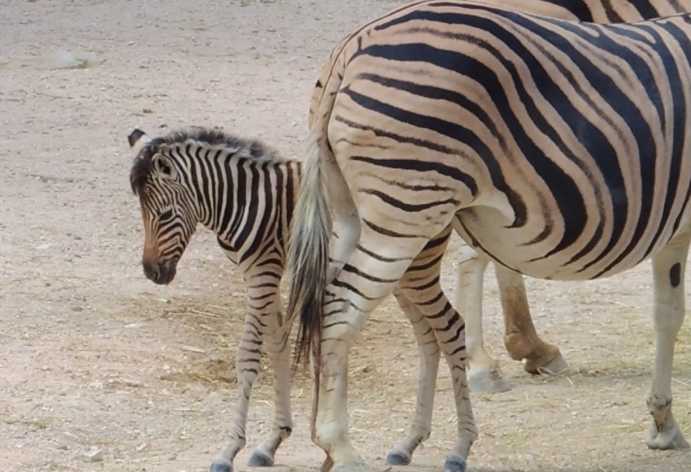 la zebra Gimbo