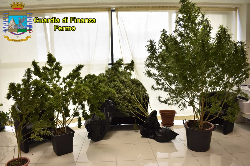 piante di marijuana