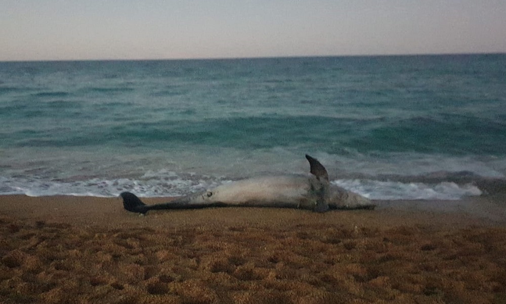delfino-morto